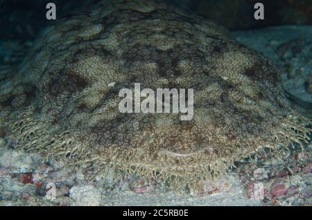 Requin Wobbegong tassé, Eucrossorhinus dasypogon, site de plongée du récif de Sardine, détroit de Dampier, Raja Ampat, Indonésie Banque D'Images