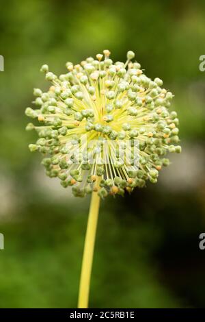 Allium stipitatum, ou échalote perse, un oignon ornemental de la variété Mount Everest. Cette plante a des usages médicinaux et également utilisé dans la cuisine en Iran. Banque D'Images