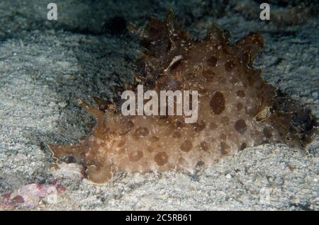 Lièvre d'Amérique tacheté, Aplysia argus, sur le sable, plongée de nuit, site de plongée de la jetée de Sakokreng, détroit de Dampier, Raja Ampat, Indonésie Banque D'Images