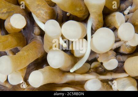 Paire de poissons de Corail Mushroom, Siokunichthys nigrolineatus, dans le Corail Mushroom, Fungiidae fFamily, tentacules, site de plongée Batu Rufos, île Penemu, Da Banque D'Images