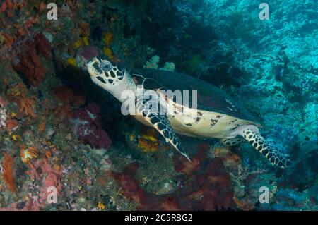 Tortue imbriquée, Eretmochelys imbricata, site de plongée sans concours, île Balbulol, île Misool, Raja Ampat, Indonésie Banque D'Images