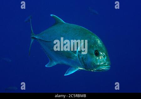 Giant Trevally, Caranx ignobilis, site de plongée d'Antichois, île de Misool, Raja Ampat, Indonésie Banque D'Images