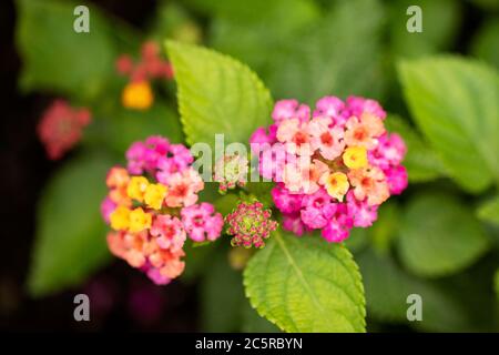 Lantana camara, ou lantana commune, de la variété Bandana Cherry, une fleur tropicale de la famille des Verbenaceae. Banque D'Images