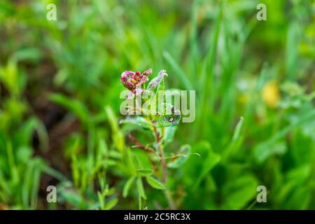 Macro-gros plan de la fleur rouge rose qui pousse sur le sentier de Conundrum Creek à Aspen, Colorado en été avec des gouttes de rosée et un fond vert luxuriant Banque D'Images