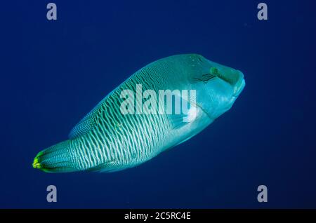 Humphead Wrasse, Cheilinus undulatus, site de plongée de Nudi Rock, île Misool, Raja Ampat, Indonésie Banque D'Images