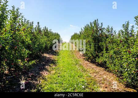 Verger de pommes avec des rangées de collines d'arbres et de fruits rouges dans le jardin en automne campagne agricole en Virginie avec des feuilles vertes Banque D'Images