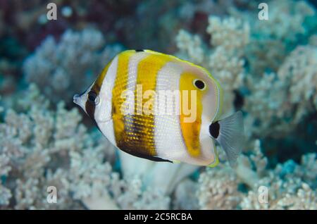 Coralfish à bandes orange, Coradion chrysozonus, site de plongée Fibacet Pinnacle, île Misool, Raja Ampat, Indonésie Banque D'Images