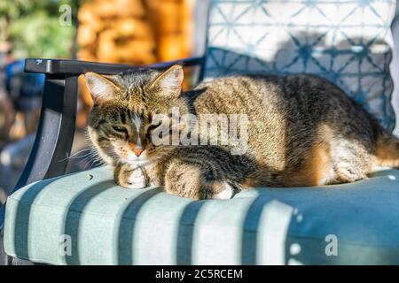 Adorable animal calico tabby endormi avec visage dans l'ombre couché sur une chaise de jardin extérieure bleue dans le jardin extérieur Banque D'Images