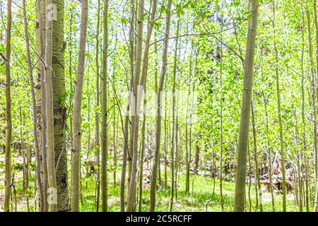 Parc forestier national de Santa Fe au Nouveau-Mexique montagnes Sangre de Cristo avec sentier et tremble vert patron dans le printemps Sunlight grove Banque D'Images