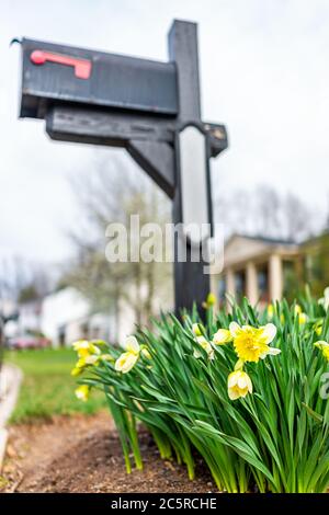 Gros plan vue à angle bas des narcisses jaunes blanches joncs jonquilles fleurs plantes qui fleurit au printemps en Virginie avec une couleur vive dans le jardin de la cour avant de chanter Banque D'Images