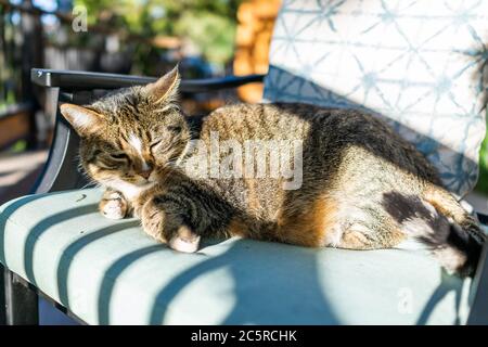 Adorable animal calico tabby endormi avec le visage et les yeux fermés dans l'ombre couché sur une chaise de patio extérieure bleue dans le jardin extérieur Banque D'Images