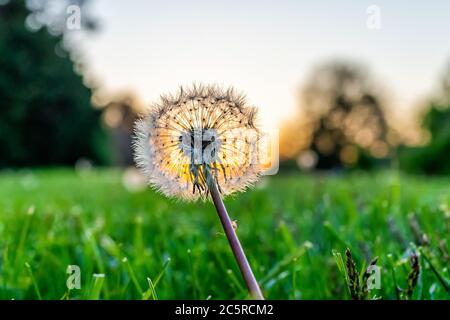Vue macro au niveau du sol d'une seule graine de pissenlit sur l'herbe de pelouse avant ou arrière au printemps avec rétroéclairage du soleil et du ciel Banque D'Images