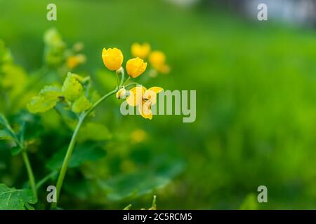 Bokeh arrière-plan vert flou et plus grand Celandine ou Chelidonium majus jaune fleurs macro gros plan de l'herbe utilisée pour la médecine Banque D'Images