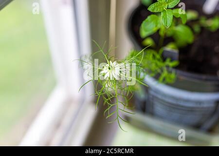 Amour blanc dans un brouillard petite fleur macro plante en pot avec fenêtre dans le fond flou bokeh et feuilles de baume vert citron jardin intérieur Banque D'Images