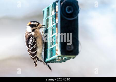 Vue à travers la fenêtre de la maison de mouvement flou Downy woocker oiseau animal perching sur suet gâteau de la cage d'alimentation manger en Virginie avec fond flou Banque D'Images