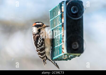 Vue par la fenêtre de Downy woocker oiseau animal perching sur le suet gâteau de la cage de mangeant en Virginie avec fond flou Banque D'Images