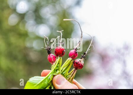 Gros plan de la main tenant quatre petits radis blancs et rouges colorés de couleur blanche et rose provenant du jardin avec des feuilles vertes à la récolte Banque D'Images