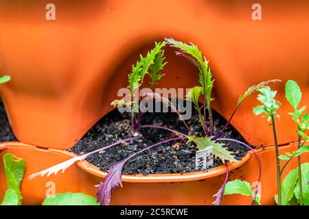 Gros plan de mizuna rose violet heirloom plantes à salade japonaises dans le jardin orange vide-poche de surface verticale du conteneur avec texture macro du sol dans spri Banque D'Images