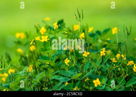 Bokeh fond vert et plus grande Celandine ou Chelidonium majus fleurs jaunes gros plan de l'herbe utilisée pour la médecine Banque D'Images