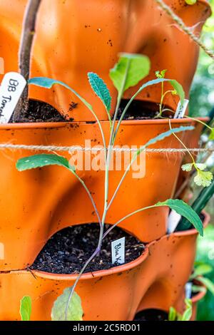 Gros plan de la poche de conteneur verticale orange jardin avec sol au printemps ou en été et kale bleu petite plante avec signe sur le marqueur par la culture de tomate Banque D'Images