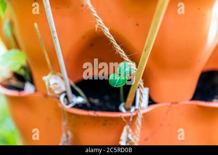 Gros plan de petit concombre vert germe dans le jardin orange vertical conteneur surface poche avec terre au printemps ou en été et les piquets de bambou et la ficelle FO Banque D'Images