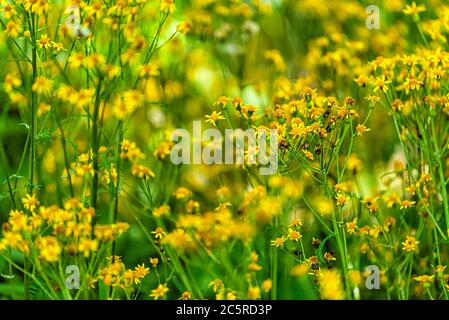 Gros plan macro de nombreuses fleurs sauvages de ragwort jaune doré dans l'histoire de la forêt sentier de nature dans Shenandoah Blue Ridge appalaches montagnes avec bokeh Banque D'Images