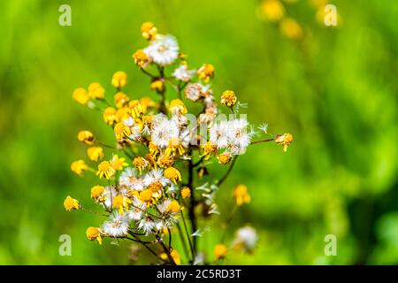 Gros plan macro de fleurs sauvages de ragwort blanc jaune doré dans l'histoire de la forêt sentier de nature dans Shenandoah Blue Ridge appalaches montagnes avec bokeh Banque D'Images