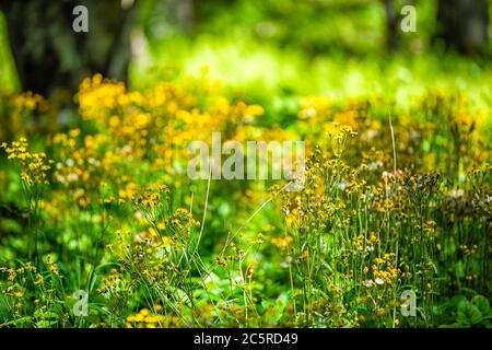 Gros plan de fleurs sauvages de ragwort blanc jaune doré dans l'histoire de la forêt sentier de nature dans Shenandoah Blue Ridge appalaches montagnes avec bokeh blurr Banque D'Images