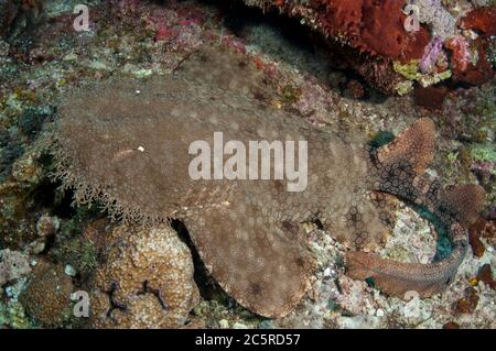 Requin Wobbegong tasselé, Eucrossorhinus dasypogon, site de plongée Karang Bayangen, Warakaraket, île Misool, Raja Ampat, Indonésie Banque D'Images