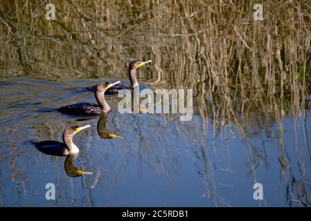 Cormorans à double cragoût (Phalacrocorax auritus) dans les terres humides de l'île Chincoteague, Chincoteague, va. Banque D'Images