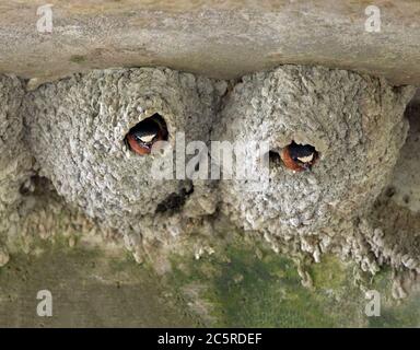 Deux falaises de la vallée de la falaise nichent chacune avec un adulte qui fait du peeking dehors Banque D'Images