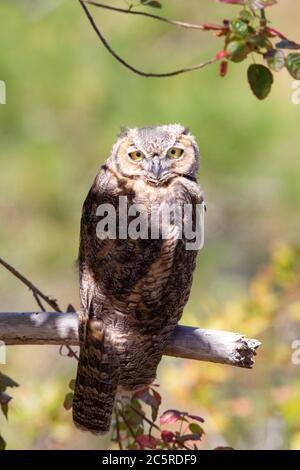 Grande chouette à cornes immature Banque D'Images