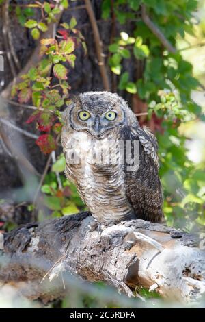 Grande chouette à cornes immature Banque D'Images