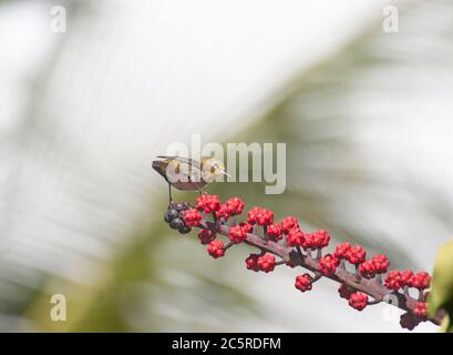 Oiseau blanc japonais Maui Hawaï Banque D'Images