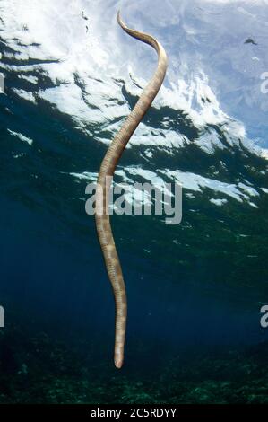 Serpent de mer chinois, Latticauda semifasciata, site de plongée Red Cliff, île de Manuk, Indonésie, mer de Banda Banque D'Images