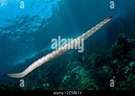 Serpent de mer chinois, Latticauda semifasciata, site de plongée Red Cliff, île de Manuk, Indonésie, mer de Banda Banque D'Images