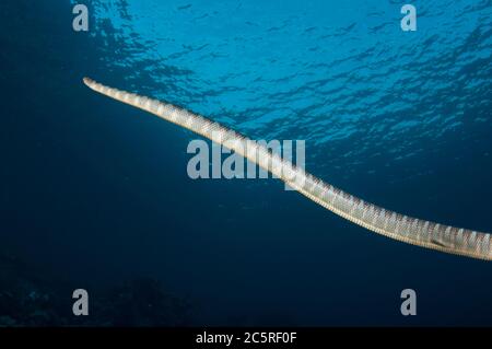 Serpent de mer chinois, Latticauda semifasciata, site de plongée de Snake Ridge, île Manuk, Indonésie, mer de Banda Banque D'Images