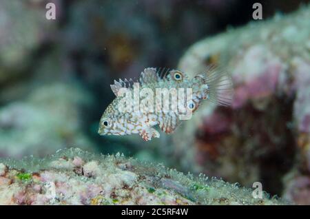 Wrasse juvénile, Matropharyngodon ornatus, site de plongée Karang Hatta, île Hatta, îles Banda, Indonésie, mer Banda Banque D'Images