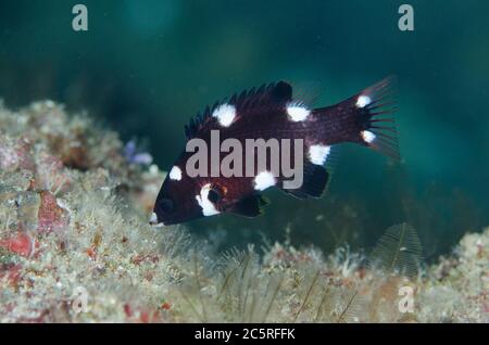 Juvéniles Axilspot Hogfish, Bodianus axillaris, site de plongée en miche de Pohon, île Banda Besar, îles Banda, Indonésie, mer de Banda Banque D'Images