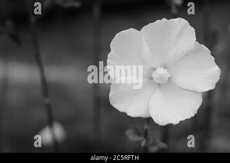 Une photo en gros plan d'un hibiscus blanc attrayant (en monochrome) Banque D'Images