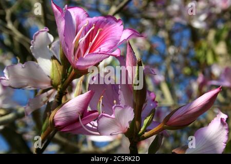 GROS PLAN DES FLEURS DE L'ARBRE BAUHINIA VARIEGATA, AUSTRALIE. Banque D'Images