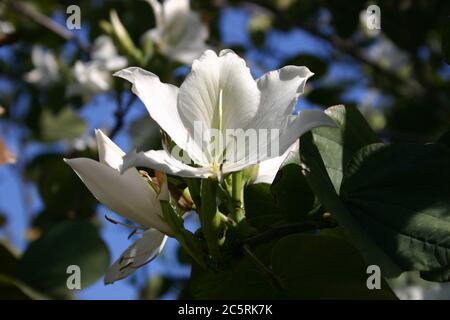 GROS PLAN SUR LES FLEURS DU MAGNIFIQUE ARBRE DE BAUHINIA, AUSTRALIE. Banque D'Images