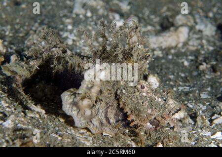 Spity Devilfish, Inimicus didactylus, site de plongée de Laha, Ambon, Maluku, Indonésie, Banda Sea Banque D'Images