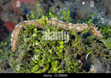 Concombre de la mer de Tigertail, Holothuria hilla, site de plongée de Laha, Ambon, Maluku, Indonésie, Banda Sea Banque D'Images