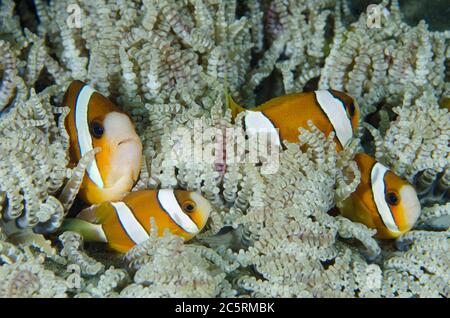 Clark's Anemonefish, Amphiprion clarkii, dans la mer de Beaded Anemone, Heterotis aurora, site de plongée de Laha, Ambon, Maluku, Indonésie, Banda Sea Banque D'Images