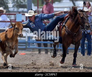 Prescott, AZ, États-Unis. 4 juillet 2020. Cody Devers, de Balko Oklahoma, participe à l'événement de lutte de Steer lors du 133e Rodeo des Frontier Days de Prescott, à Prescott, en Arizona, le samedi 4 juillet 2020. Le rodéo, le plus long au monde, s'est poursuivi malgré la pandémie du coronavirus, avec une capacité de ventilateur limitée à 25 pour cent sur le site. Crédit : nouvelles en direct de will Lester/ZUMA Wire/Alay Banque D'Images