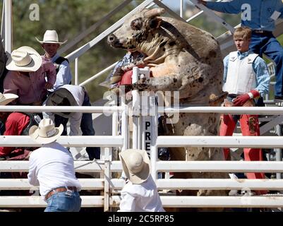 Prescott, AZ, États-Unis. 4 juillet 2020. Un taureau tente de sortir de sa chute lors du 133e Rodeo des Frontier Days de Prescott à Prescott, Arizona, le samedi 4 juillet 2020. Le rodéo, le plus long au monde, s'est poursuivi malgré la pandémie du coronavirus, avec une capacité de ventilateur limitée à 25 pour cent sur le site. Crédit : nouvelles en direct de will Lester/ZUMA Wire/Alay Banque D'Images
