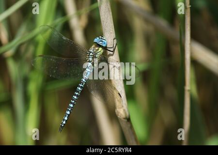 Aeshna affinis, un rare Hawker migrant du sud, perçant sur un roseau au Royaume-Uni. Banque D'Images