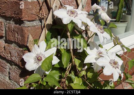 Jardin hybride. Clematis Miss bateman. Famille des papillons, Ranunculaceae. Fleurs blanches et fleurs à côté de la fenêtre dans un jardin hollandais. Ressort Banque D'Images