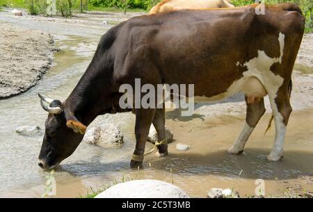 Vache laitière brune buvant de la rivière des montagnes. Banque D'Images